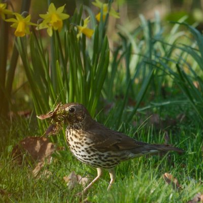 Mrs Thrush collecting nest material from our terrace