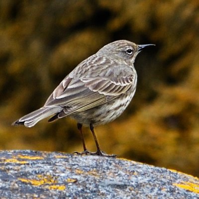 Pipit? do supply ID