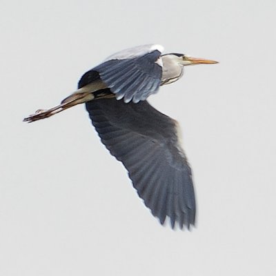 heron taking off