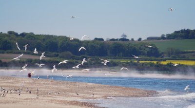 terns at Blakeney point