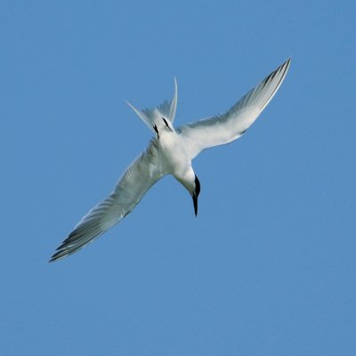 tern starting dive (I think Sandwich Tern)