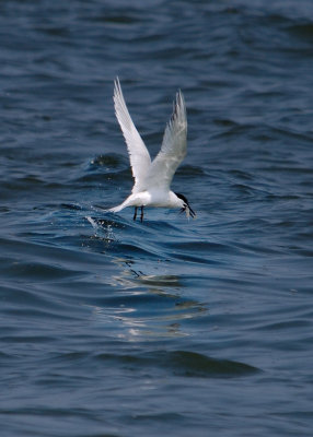 tern emerging from water with catch