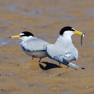 little terns on the sand