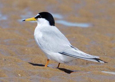 another Holkham tern