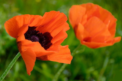 poppies 2010