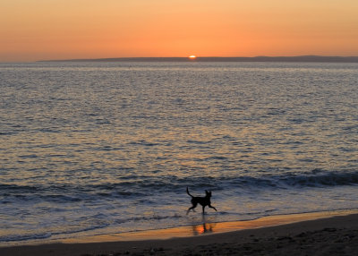 sunset with dog