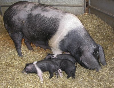 wessex sow and a couple of piglets