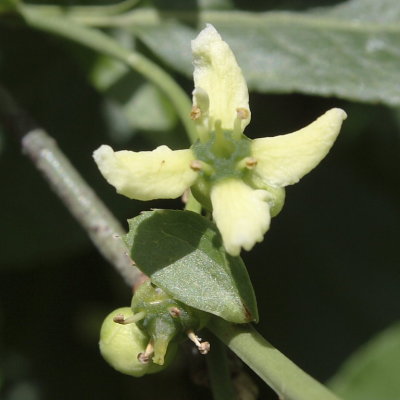 flowers in May