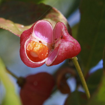 fruit opening and shedding seed, October on