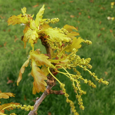young oak leaves uncurling