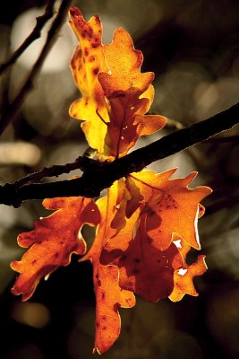 fiver - oak leaves in autumn, best form of gold
