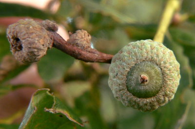 young acorns