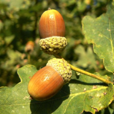 mature acorns