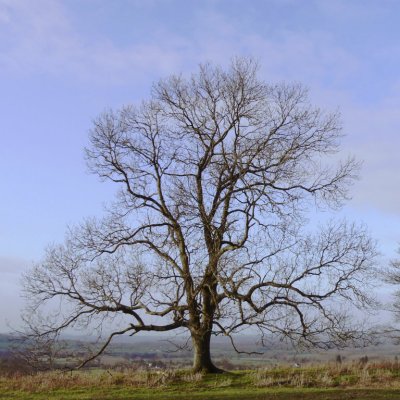mature ash tree