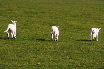 carrying their tails behind them - a spring shot, more in sheep gallery