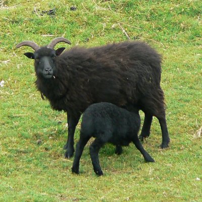 oh, and more seriously black sheep; Crinan, Argyll