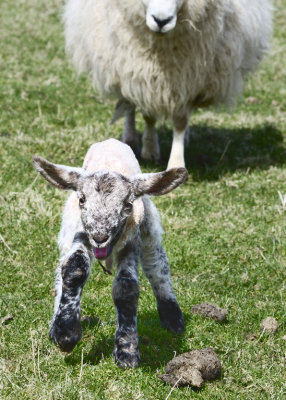 1/4 hour old confusing photgrapher with mother (OK I have rather shaggy grey hair)