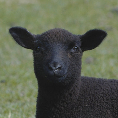 so what's wrong with being a black sheep?