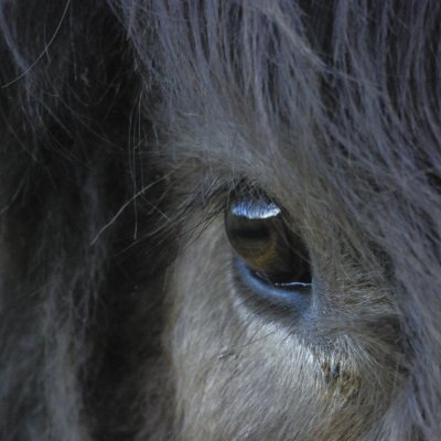 whoose eye? - coos aye