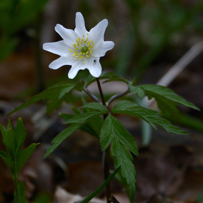 wood anemone - anemone nemorosa - stands enlarging, but I think this gives its character