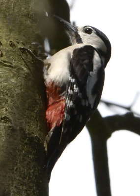 great spotted woodpecker - Dendrocopos Major