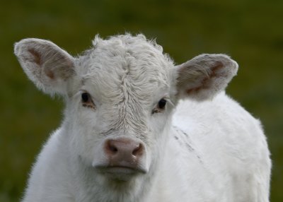 little white bull