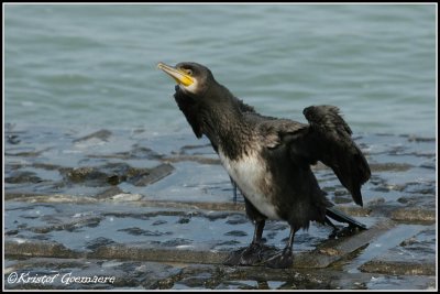 aalscholver/ great cormorant