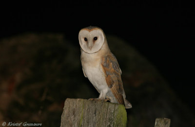 barn owl / kerkuil