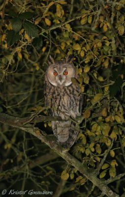long eared owl / ransuil