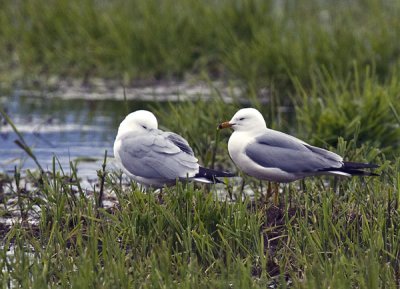 _MG_1991_Ring billed seagulls