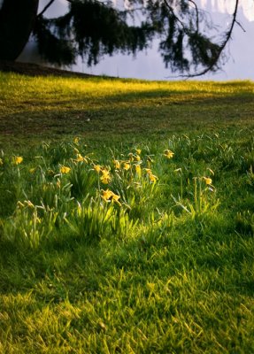 Lumina of the Daffodils