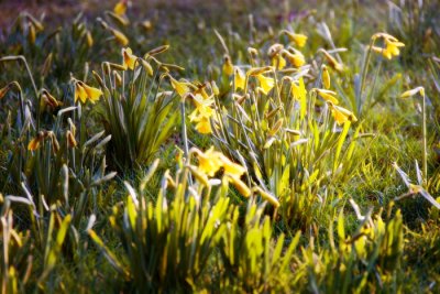 Spotlight on Daffodils