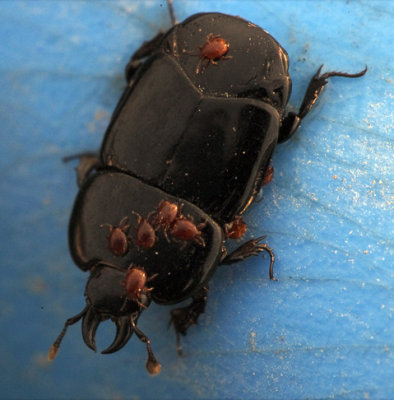 Clown beetle