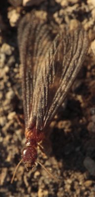 termites