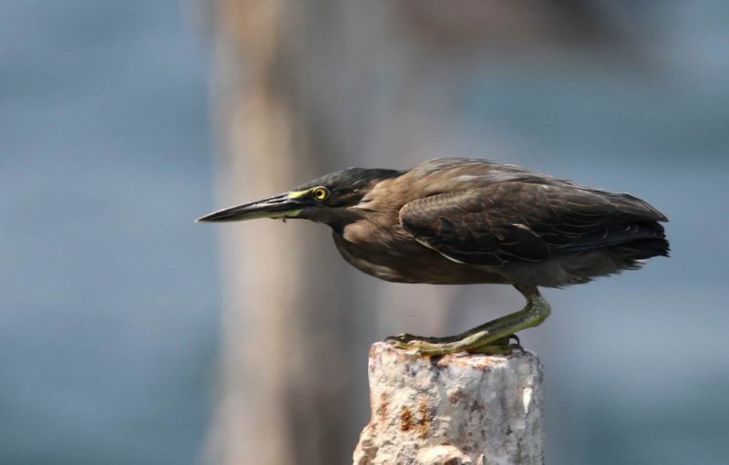 Striated Heron (Mangrovehger) Butorides striata