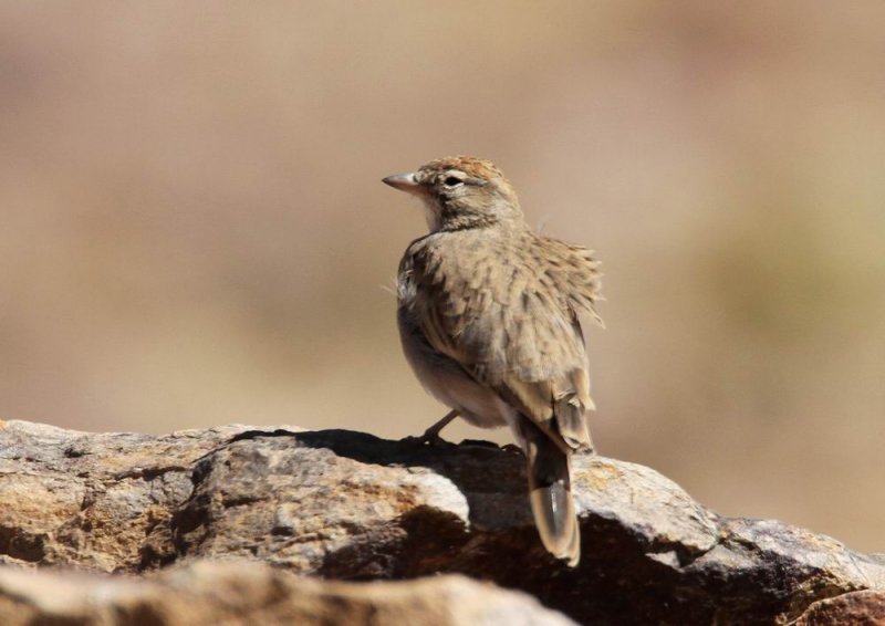 Blanfords Lark (Blanfordlrka) Calandrella blanfordi