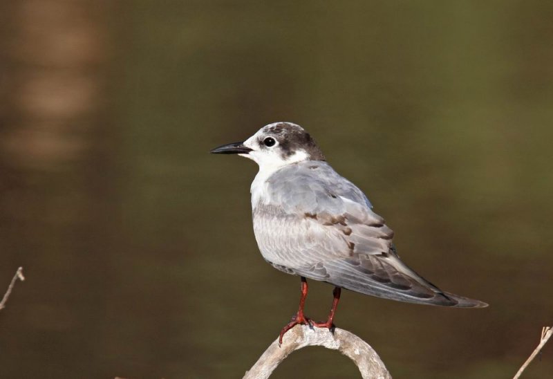 Whiskered Tern (Skggtrna) Chlidonias hybridus