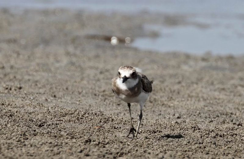 Greater Sand Plover (kenpipare) Charadrius leschenaultii