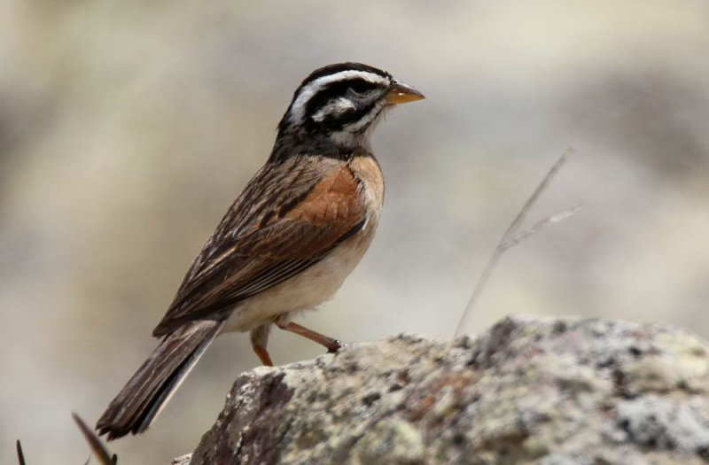 Socotra Bunting (Granitsparv) Emberiza socotrana