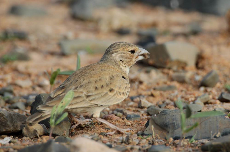 Black-crowned Sparrowlark (Svartkronad finklrka) Eremopterix nigriceps