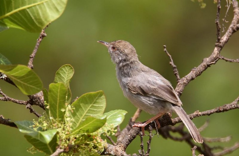 Socotra Warbler (Sokotrasngare) Incana incana