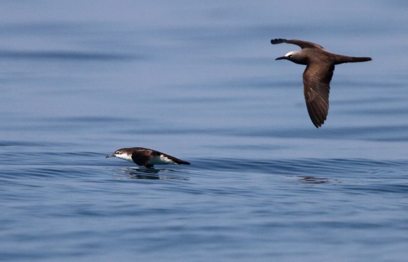 Brown Noddy ( Anous stolidus) and Persian Shearwater(Puffinus persicus)