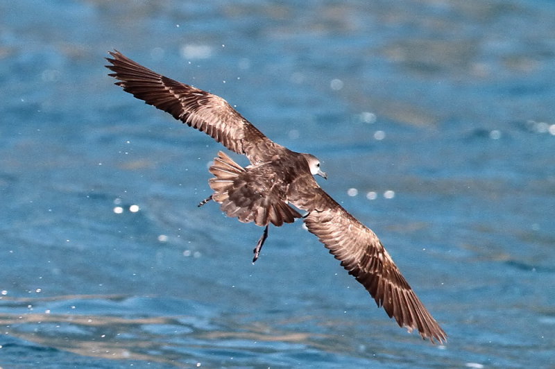 Persian Shearwater (Persisk lira) Puffinus persicus