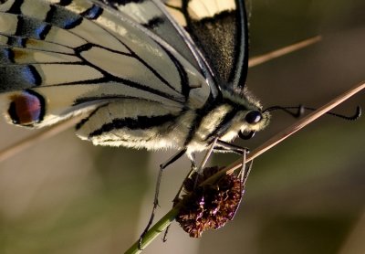 Old World Swallowtail (Makaonfjäril) Papilio machaon
