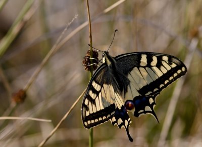 Old World Swallowtail (Makaonfjäril) Papilio machaon