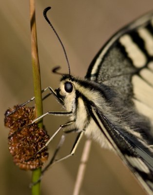 Old World Swallowtail (Makaonfjäril) Papilio machaon