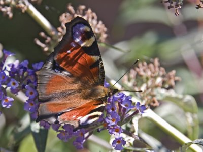 Peacock (Påfågelöga) Inachis io