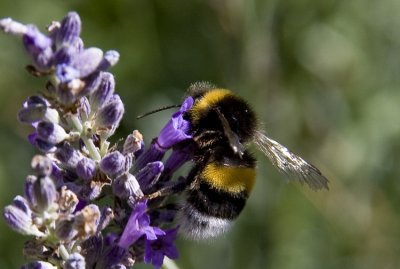 Buff-tailed Bumblebee (Mörk jordhumla) Bombus terrestris