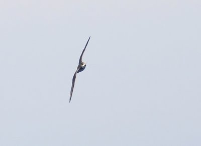 Feas Petrel (Atlantpetrell) Pterodroma feae