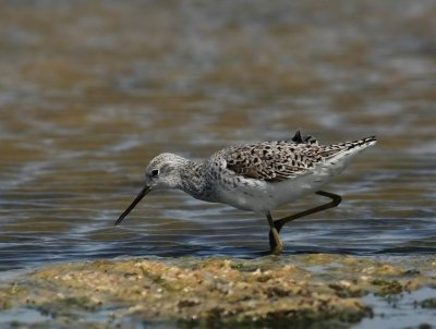 Marsh Sandpiper (Dammsnppa) Tringa stagnatilis